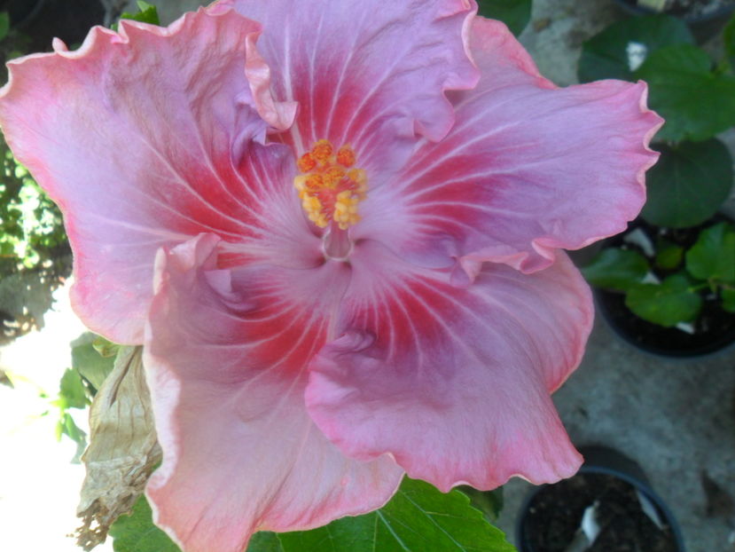  - tahitian raspberry star