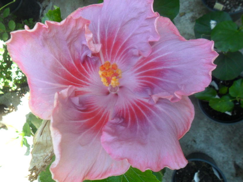  - tahitian raspberry star