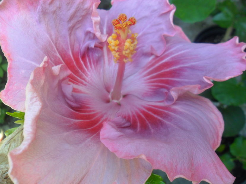  - tahitian raspberry star