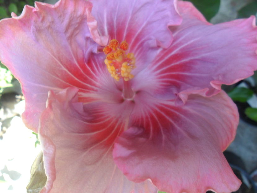  - tahitian raspberry star