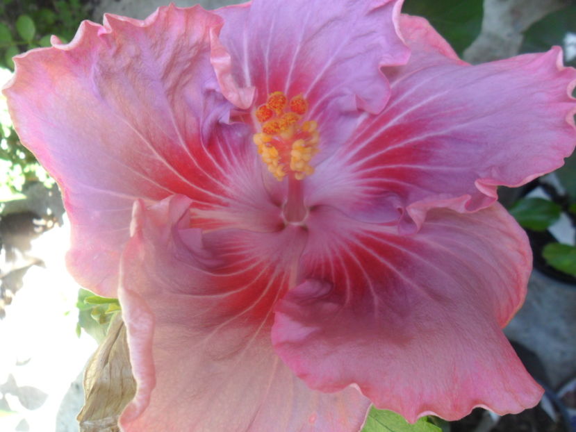  - tahitian raspberry star