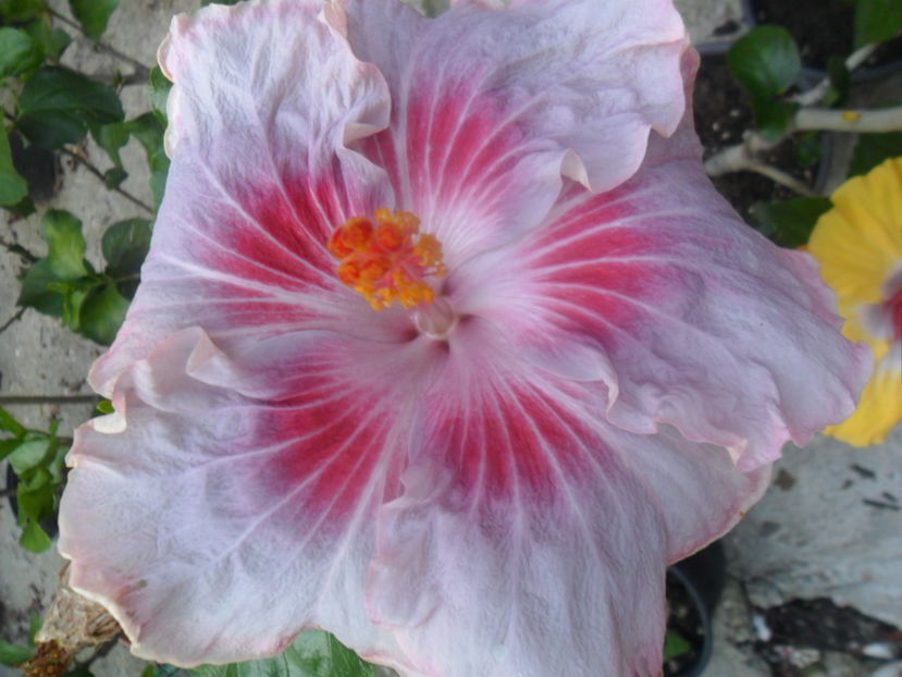  - tahitian raspberry star