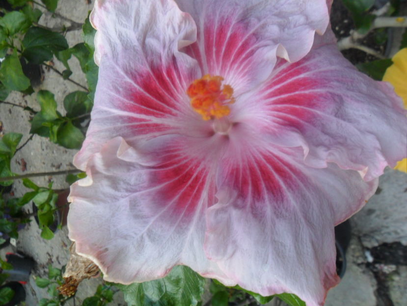  - tahitian raspberry star