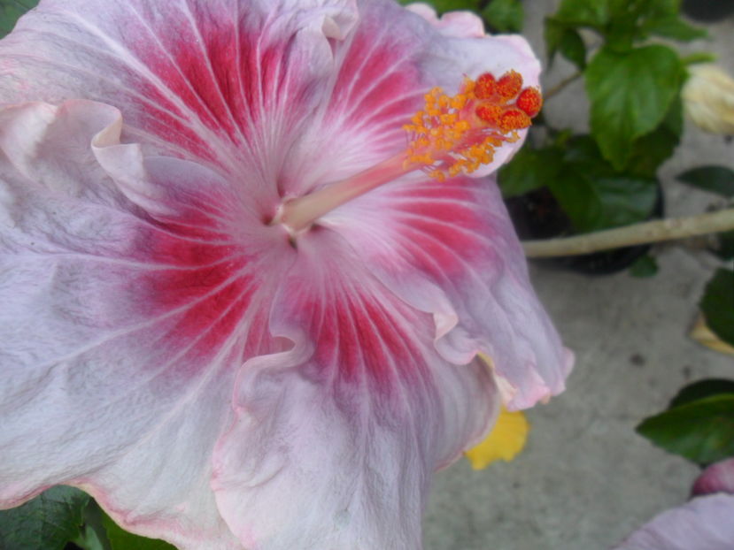  - tahitian raspberry star