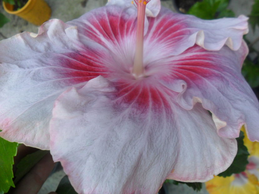  - tahitian raspberry star