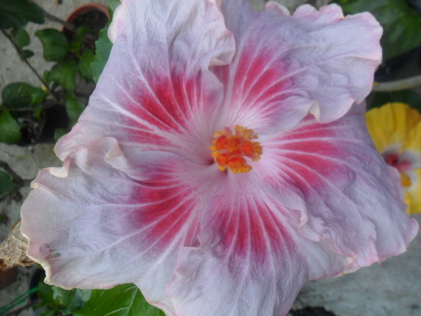  - tahitian raspberry star