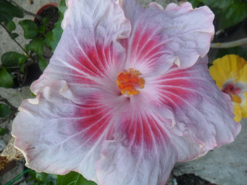  - tahitian raspberry star