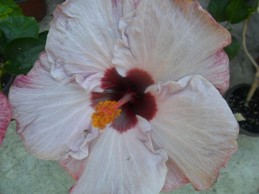 sivio berlusconi -victoria - silvio berlusconi