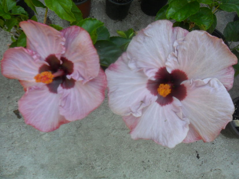 silvio berlusconi-victoria - silvio berlusconi