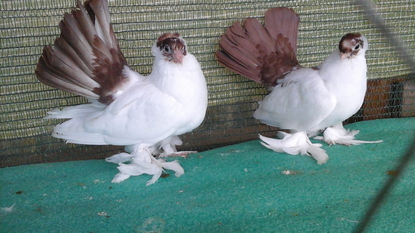  - Orizonturi pt obtinerea de Nord Caucazian cu coada rosie  red tail pigeons