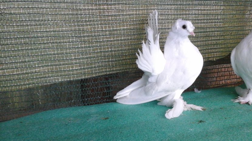 F 7499; 2016; 250 lei