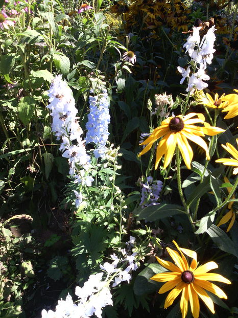 Rudbeckia si nemtisor