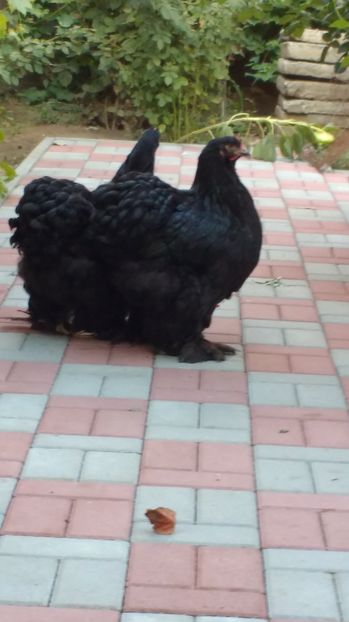  - POZE TINERET 2016 AUG