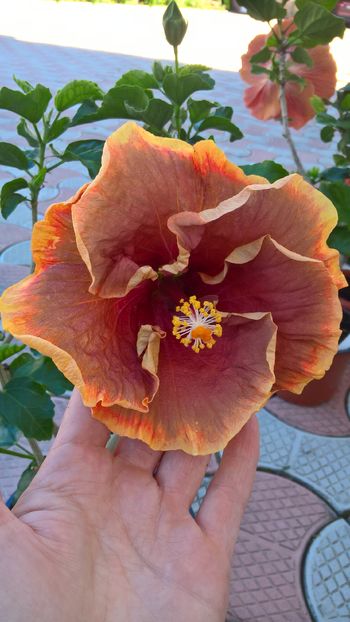  - Hibiscus Voodoo Magic