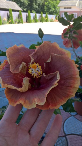  - Hibiscus Voodoo Magic