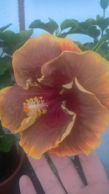  - Hibiscus Voodoo Magic