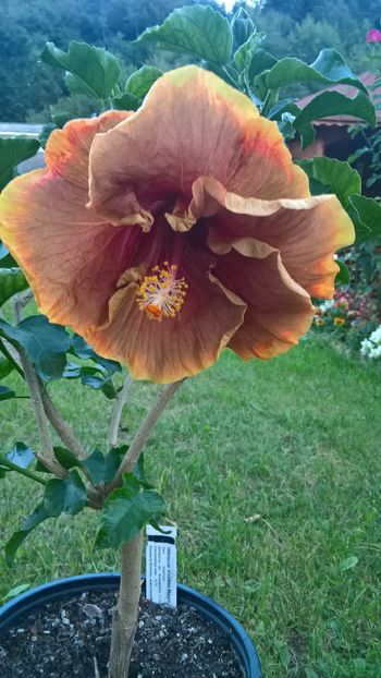  - Hibiscus Voodoo Magic