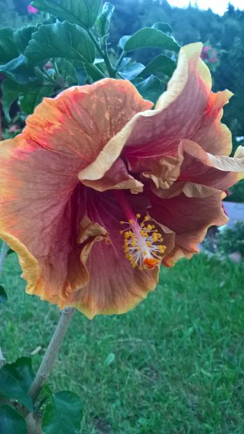  - Hibiscus Voodoo Magic