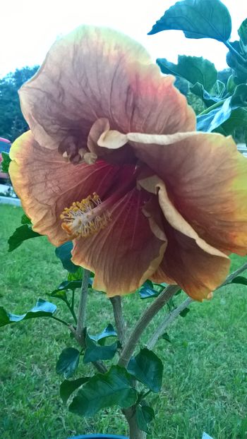  - Hibiscus Voodoo Magic