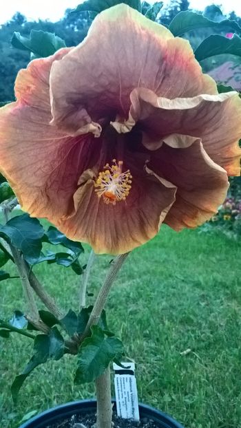  - Hibiscus Voodoo Magic