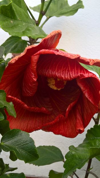  - Hibiscus Tahitian Burning Sands