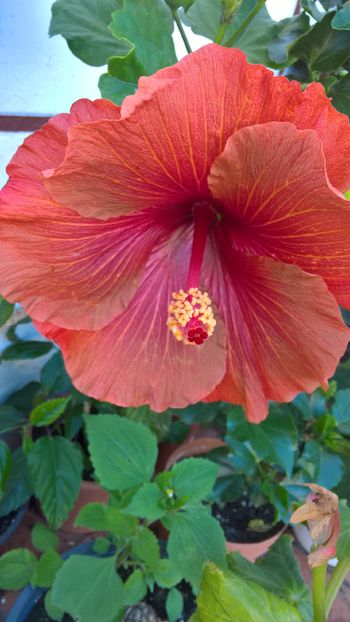  - Hibiscus Tahitian Burning Sands