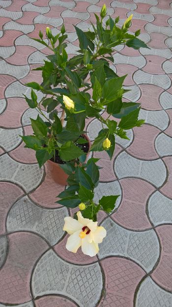  - Hibiscus Classic White