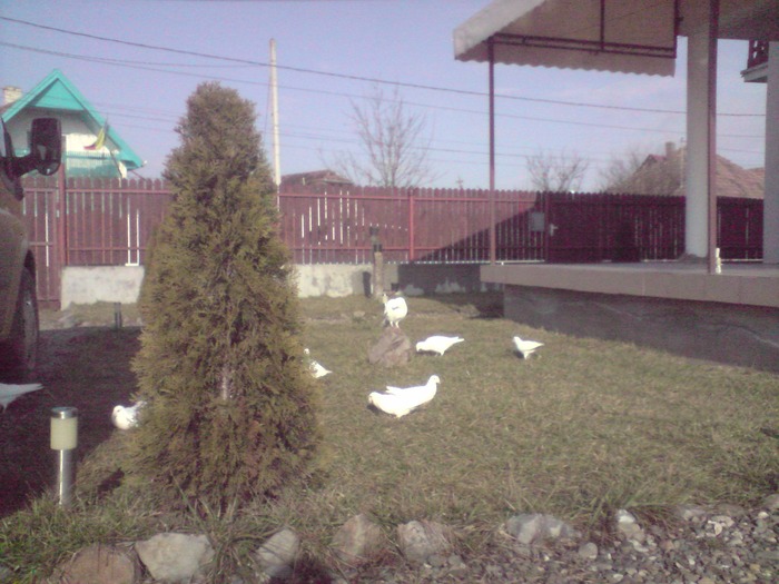 P010209_11.54 - porumbeii