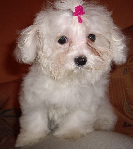 Anya - Bichon Maltese