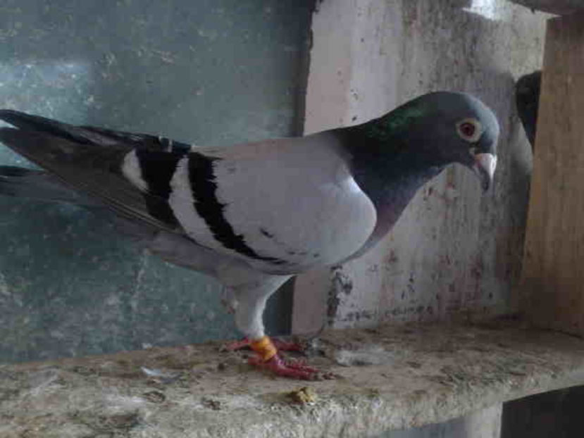 Guillermo