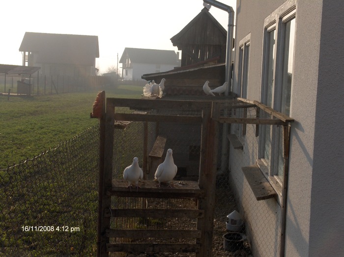 HPIM2638 - porumbeii