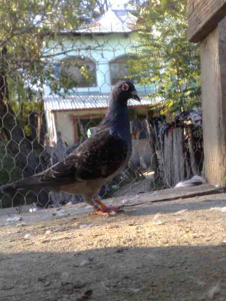 Guillermo