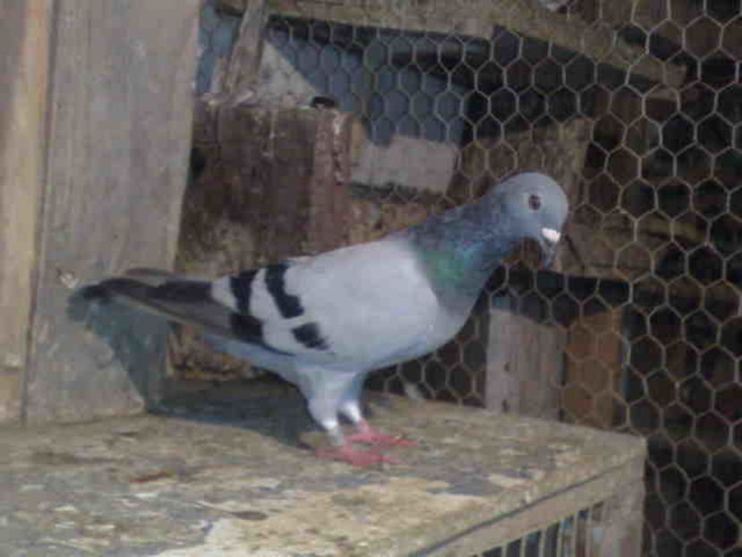 Guillermo