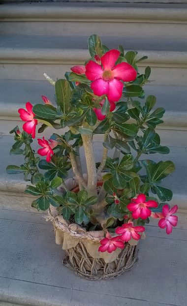  - 2016 Adenium