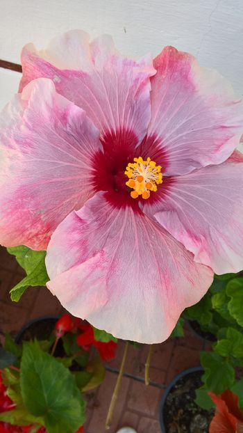  - Hibiscus Rebellious Lady