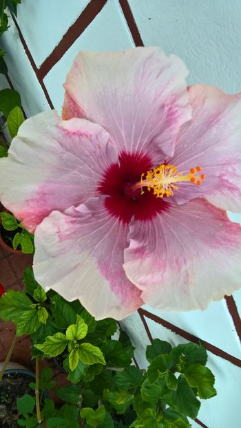  - Hibiscus Rebellious Lady