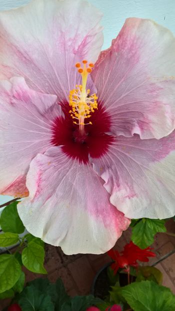  - Hibiscus Rebellious Lady