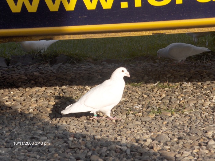 HPIM2610 - porumbeii