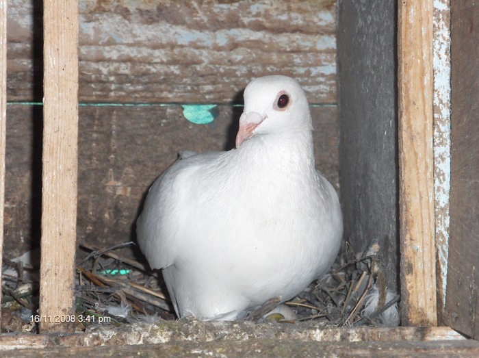 HPIM2611 - porumbeii