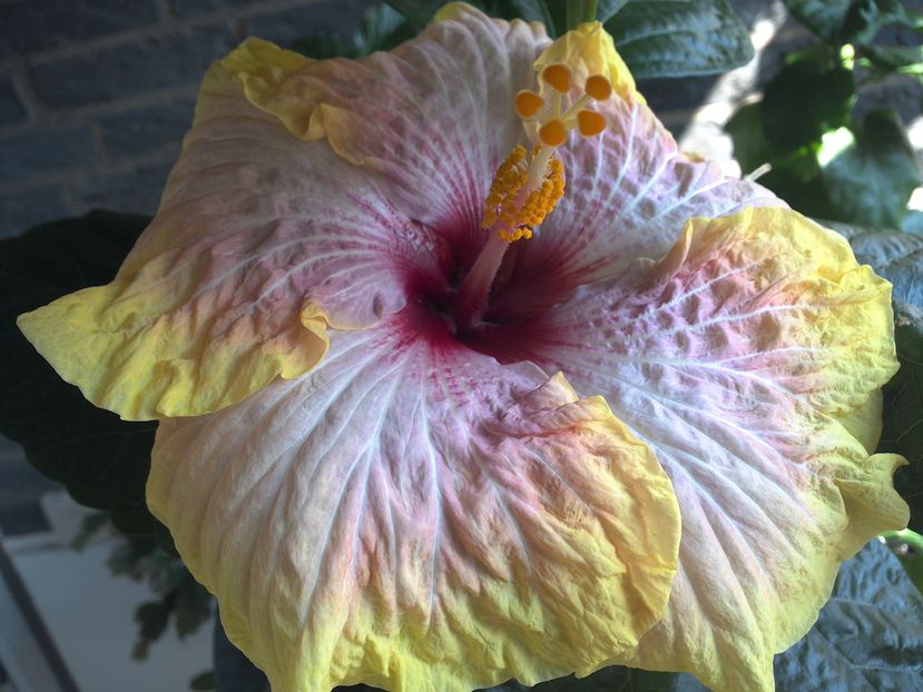WIN_20160827_144549 - 0Hibiscus in colectie infloriti