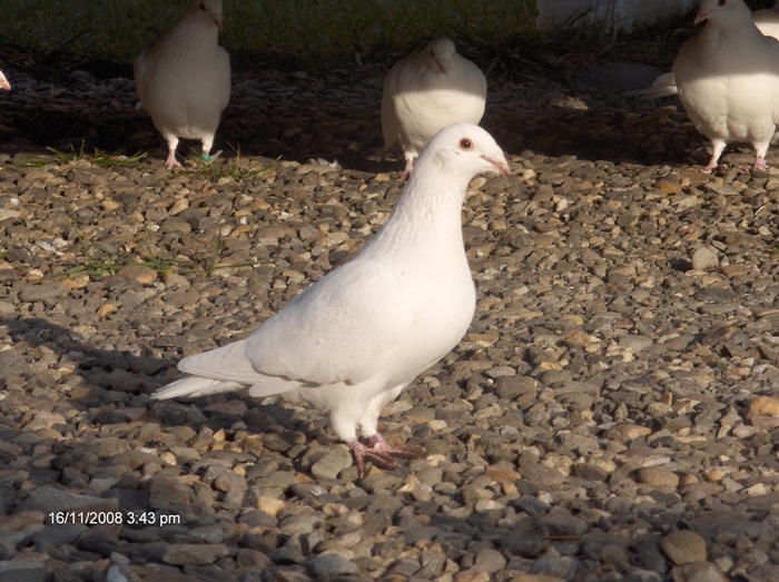 HPIM2615 - porumbeii