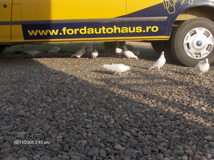 HPIM2616 - porumbeii