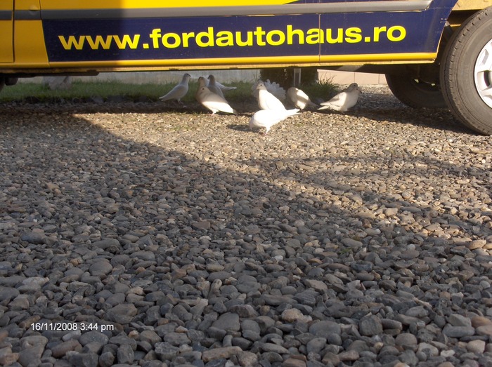 HPIM2617 - porumbeii