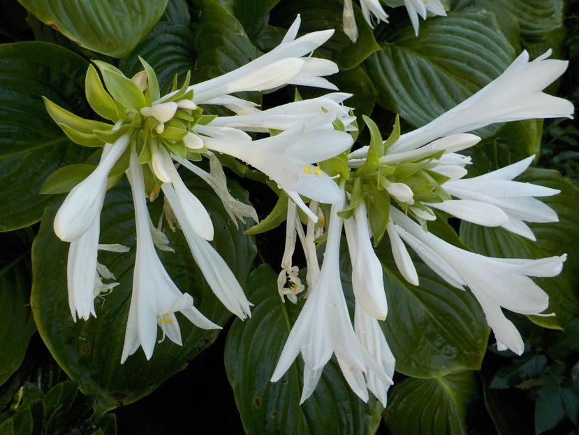  - hosta