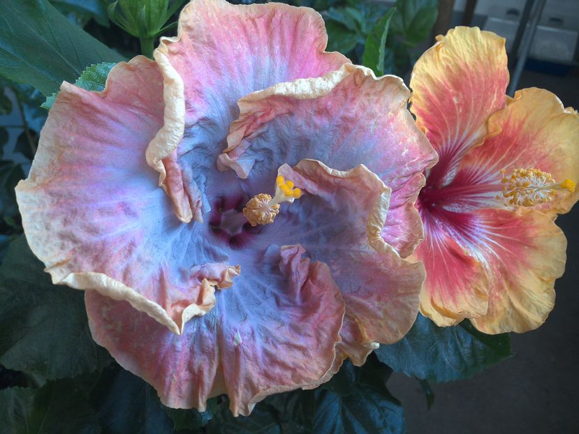 WIN_20160828_083706 - 02Hibiscus