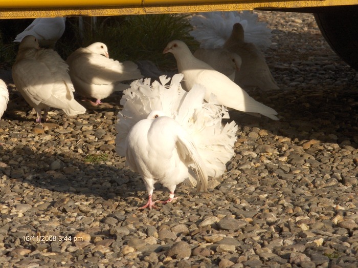 HPIM2619 - porumbeii