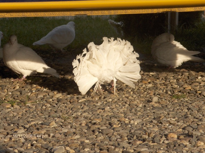 HPIM2620 - porumbeii