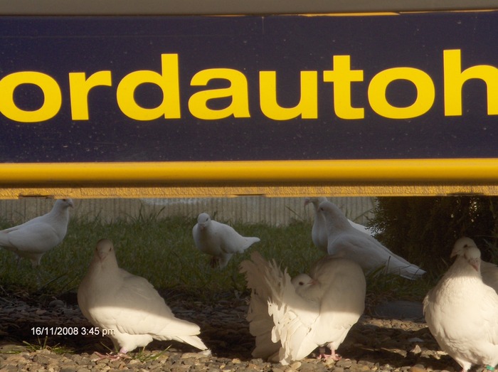 HPIM2621 - porumbeii