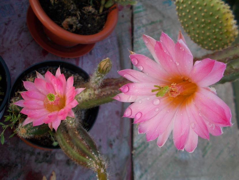  - Cactusi si Suculente_2016