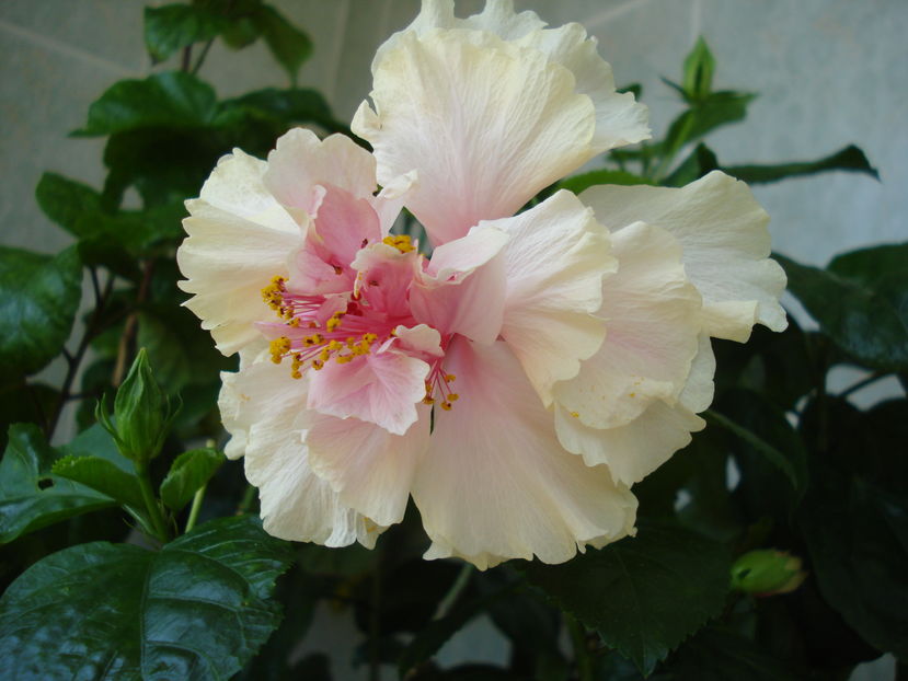 White Pride of Hankins - HIBISCUS 2016